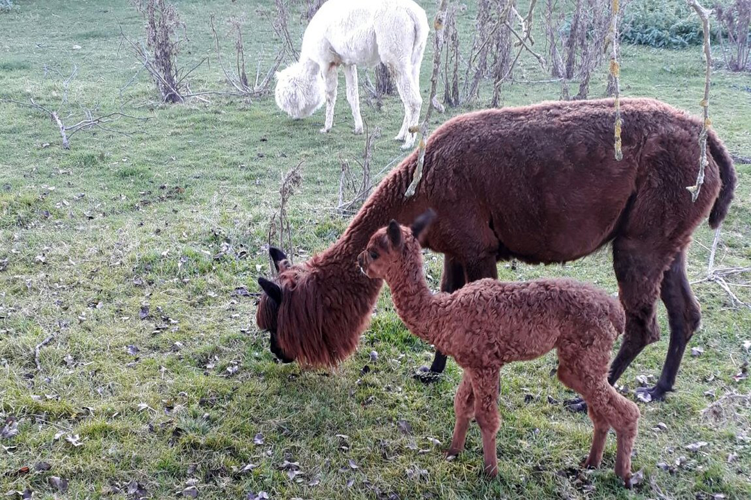 The valuable wool of the Inca